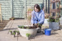 Femme plantant de jeunes plants de fraises autour du buisson de myrtilles dans le pot en métal