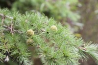 Conifère ornemental à feuilles caduques, Larix kaempferi syn. Larix du Japon. Cônes femelles. Arbre rustique. Portraits de plantes.