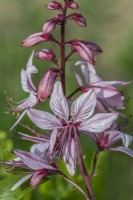 Dictamnus albus variété purpureus floraison en été - mai