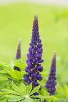 Lupinus 'Chef d'oeuvre' - Lupin