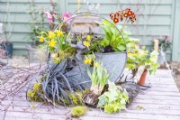 Pot en métal partiellement planté avec Helleborus, Black mondo grass, Narcissus, Ranunculus, Ivy, Primulas et moss