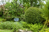 Plat de télévision numérique dans le parterre de jardin à la base d'Araucaria araucana - Monkey Puzzle Tree - avec arbustes, fougères et couvre-sol - Journée des jardins ouverts, East Bergholt, Suffolk