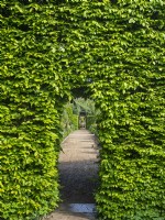 Passage de charme à East Ruston Old Vicarage Gardens, Norfolk Mai Printemps