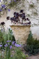 Aeonium schwarzkopf poussant dans une jardinière faite à la main. The Nurture Landscapes Garden - Gold winner/Chelsea 2023. Designer : Sarah Price