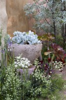 Une jardinière pleine de Cotyledon orbiculata 'Cedric Morris', dans The Nurture Landscapes Garden/gold winner Chelsea 2023. Designer : Sarah Price