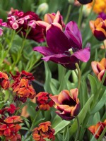 Mélange de tulipes et de giroflées aux couleurs vives - Mai