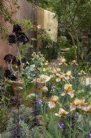 Aeonium schwarzkopf, poussant dans une jardinière entourée d'Iris 'Benton Olive', et d'Atriplex hortensis var. rubra. The Nurture Landscape Garden, - Lauréat d'or, Chelsea 2023 Designer : Sarah Price