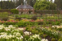 Rangées de variétés mélangées de tulipes et de narcisses colorés dans le jardin clos du château de Gordon.