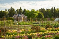 Rangées de tulipes et de narcisses multicolores dans le jardin clos du château de Gordon.