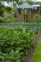 Potager avec des rangées de pommes de terre, haricots et autres cultures avec gazebo au-delà - Open Gardens Day, Copdock, Suffolk