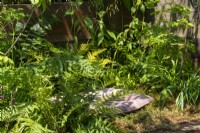 Un coussin informel parmi les fougères - Beautiful Flowerbeds A Shared Chrysalis - BBC Gardeners' World Live 2023, Birmingham NEC - Designer Rachel Wells