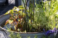 Étang dans un bac en étain recyclé - Beautiful Flowerbeds - Thornton's Growing and Living The Love Yourself and Nature Retreat - BBC Gardeners' World Live 2023 - Designer Ben Thornton