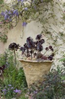 Aeonium simsii x 'Zwartkop' planté dans un grand pot sous une glycine dressée contre un mur.