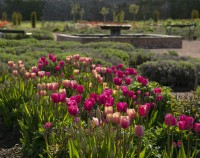 Tulipes 'Don Quichotte' et Tulipa 'Big Smile' dans un parterre de fleurs dans le jardin clos du château de Gordon.
