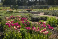 Tulipes 'Don Quichotte' et Tulipa 'Big Smile' dans un parterre de fleurs dans le jardin clos du château de Gordon.