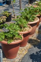Solanum tuberosum - Pommes de terre poussant dans des pots avec de la paille pour la protection contre le gel - Journée jardins ouverts, Shelfanger, Norfolk
