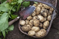 Solanum tuberosum - Récolte des deuxièmes pommes de terre précoces dans un trug