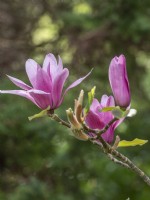 Magnolia 'Vulcain'