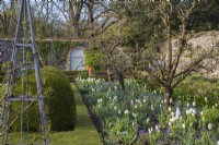 Parterre de pommiers sous-planté de tulipes blanches et de mysotis bleus dans un potager clos avec porte peinte