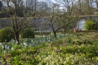Parterre de printemps avec pommiers, hellébores, tulipes blanches et Mysotis bleu dans un potager clos avec porte peinte