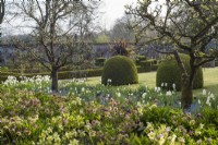 Parterre de pommiers, hellébores, tulipes blanches et Mysotis bleu surplombant Buxus ball topiary dans potager clos