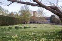 Narcisse naturalisé et Primula vulgaris en pelouse dominée par l'église du village