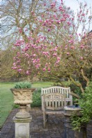 Petite terrasse pavée avec sièges et pots en pierre avec Magnolia x soulangeana 'Lennei'