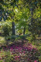Chemin informel naturel couvert de fleurs de rhododendron tombées dans un jardin boisé informel de chalet de campagne au printemps - mai