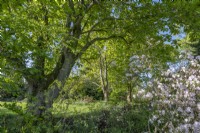 Vue sur la floraison mixte de Magnolias dans un jardin boisé informel au printemps - mai