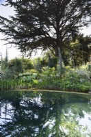 Étang de baignade naturel entouré de plantes à feuillage luxuriant à Cornwall en mai