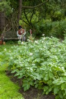 Bordure végétale de Solanum tuberosum - Pommes de terre dans le potager avec épouvantail assis sur un banc