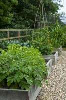 Frontières de légumes surélevées, y compris Solanum tuberosum, Brassicas, Phaseolus coccineus et Zea mays convar avec chemin de galets - Journée des jardins ouverts, Worlingworth, Suffolk