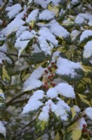 Ilex x altaclerensis 'Lawsoniana' avec de la neige