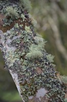 Lichens - une communauté symbiotique de champignons d'algues et de cyanobactéries établie sur une tige d'arbre forestier