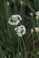 Allium tuberosum - Ail ciboulette