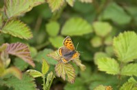 Lycaena phlaeas - Petit papillon cuivré posé sur une ronce - Feuille de Rubus