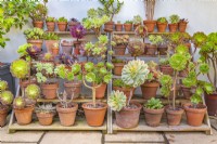 Exposition d'espèces et de variétés d'Aeonium en pots sur une scène en bois sur une terrasse