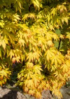 Acer palmatum Orange Dream, printemps mai