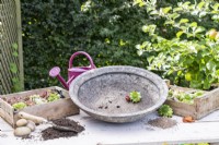 Compost, gravier, pots, Sempervivums rouges et verts, arrosoir et pot peu profond disposés sur une surface en bois