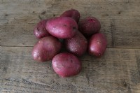 Pomme de terre Solanum tuberosum 'Alouette'