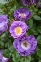 Rosa floribunda 'Rêve du Pacifique'