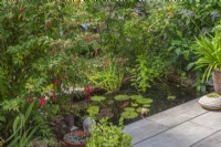Petite piscine rectangulaire avec nénuphars située dans une zone pavée. Les plantes comprennent des Fuchsias et des Acer et des plantes succulentes en pot