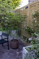 Jardin de cour avec parterres de fleurs surélevés en pierre contre une clôture en bois contemporaine plantée de Trachelospermum jasminoides. Sur la terrasse pavée, un pot avec un spécimen d'Acer.