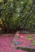 Pétales de rhododendrons tombés d'un arbre et tapissant le sol, au début du printemps