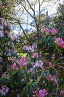 Rhododendron dans un jardin boisé, au début du printemps