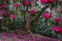 Pétales de rhododendrons tombés d'un arbre et tapissant le sol, au début du printemps