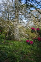 Primevères sous les arbres dans le jardin boisé du château de Caerhays à Cornwall, au début du printemps