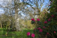 Primevères sous les arbres dans le jardin boisé du château de Caerhays à Cornwall, au début du printemps