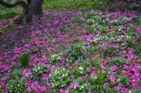 Pétales de rhododendrons tombés d'un arbre et tapissant le sol de primevères, au début du printemps