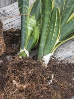 Divisez le Sansevieria en pot pour créer de nouvelles plantes à partager
